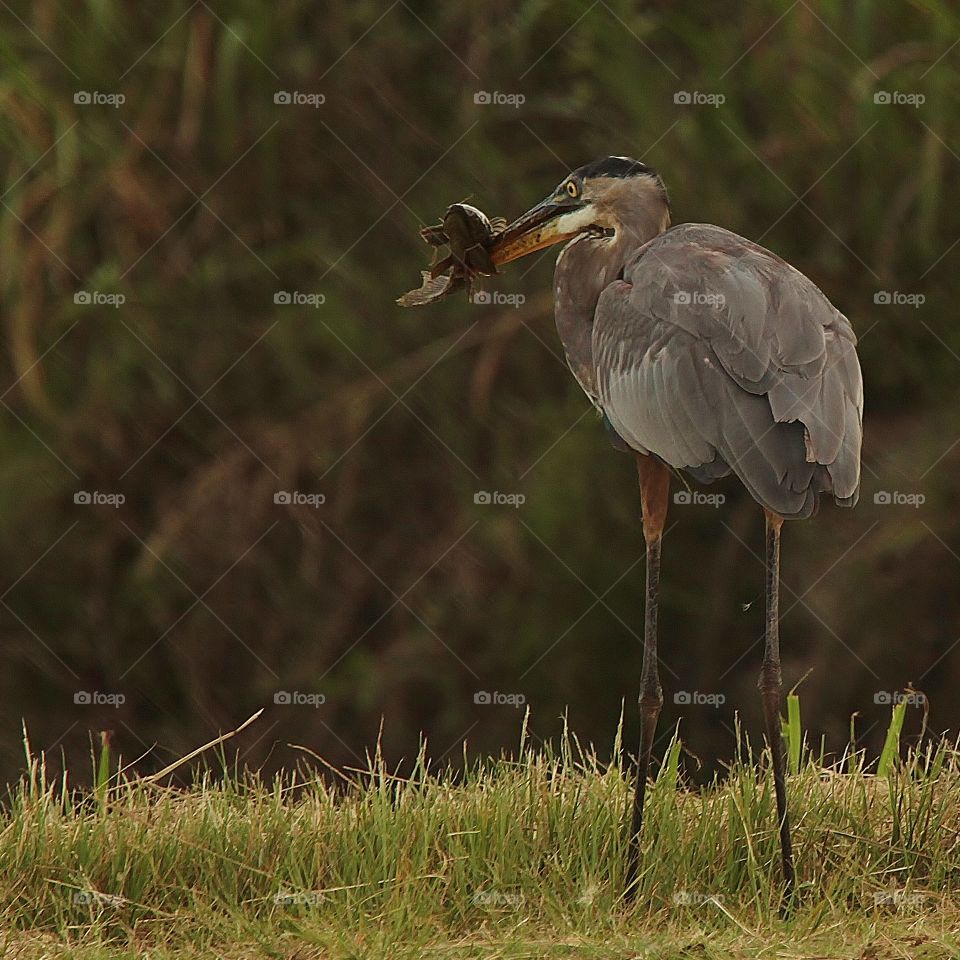 Dinner. Lake Apopka Wildlife Drive affords many opportunities to view wildlife of all sorts!