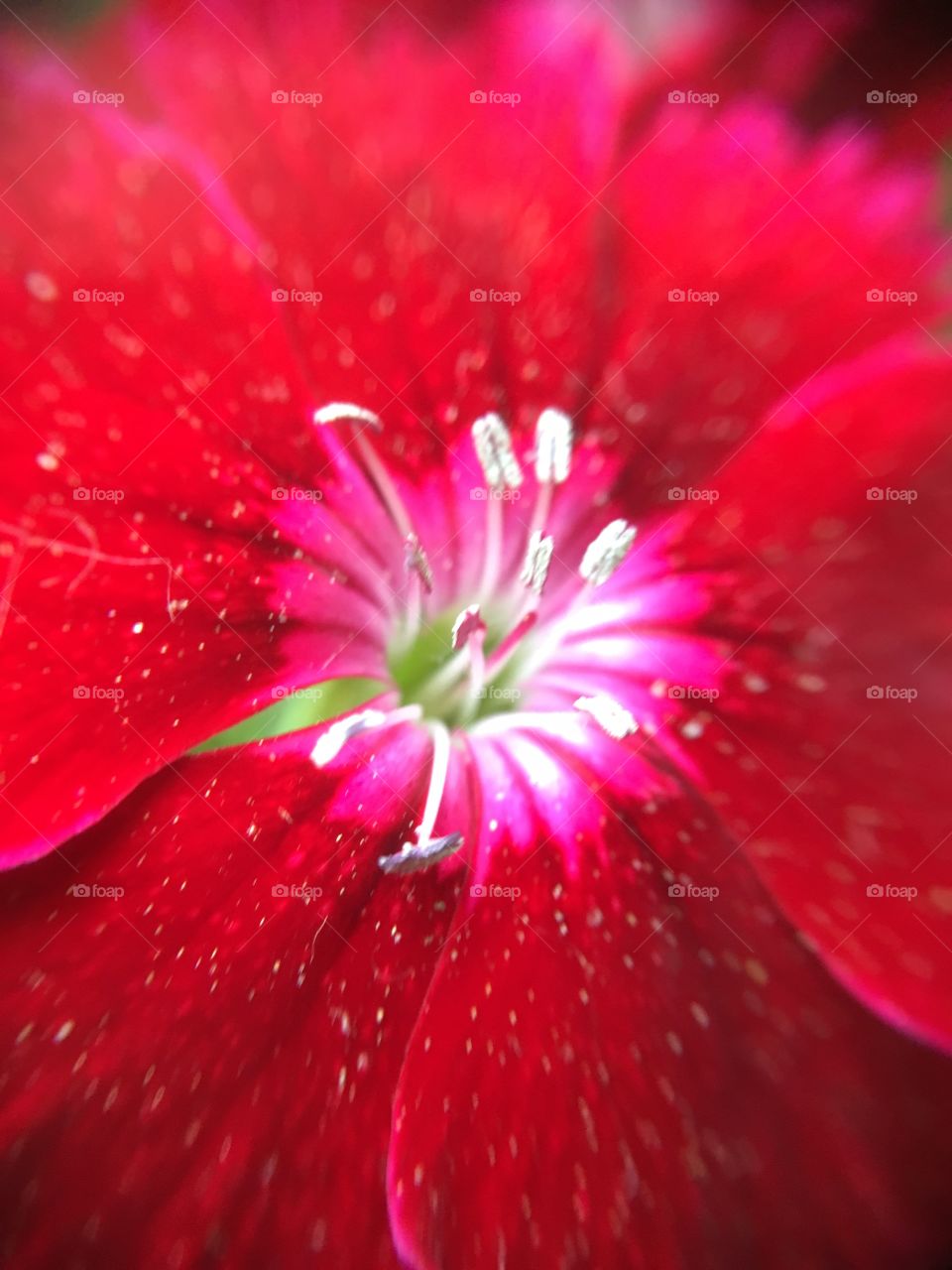 Center of flower