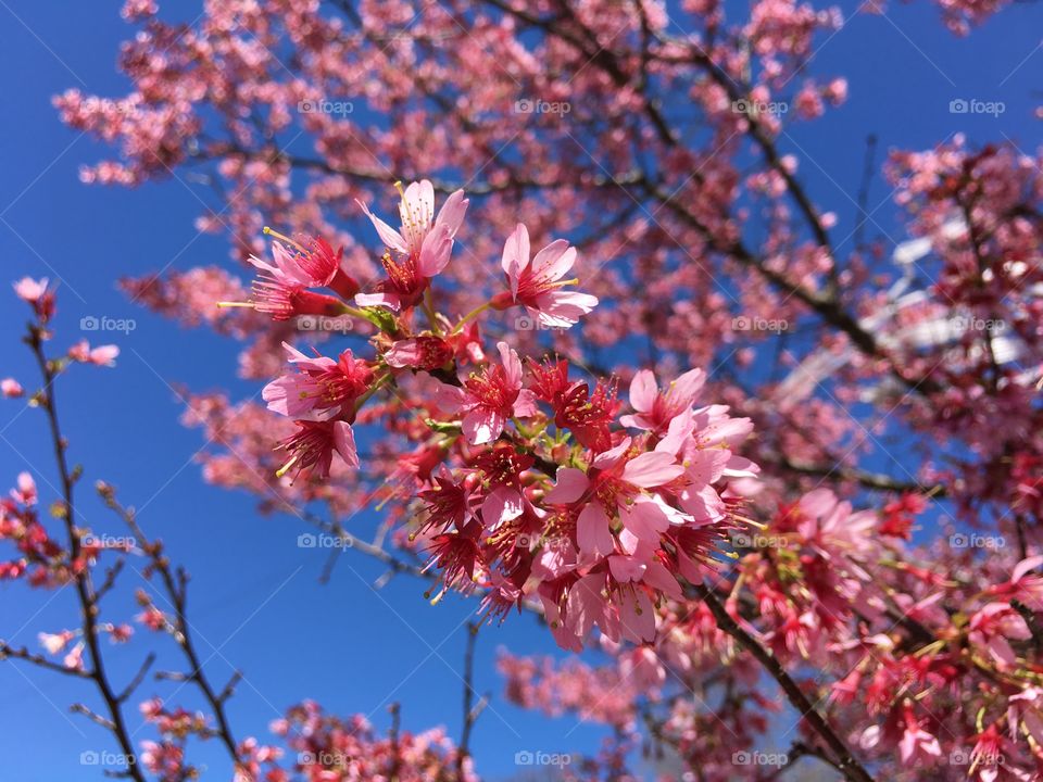Pink blossoms in Connecticut