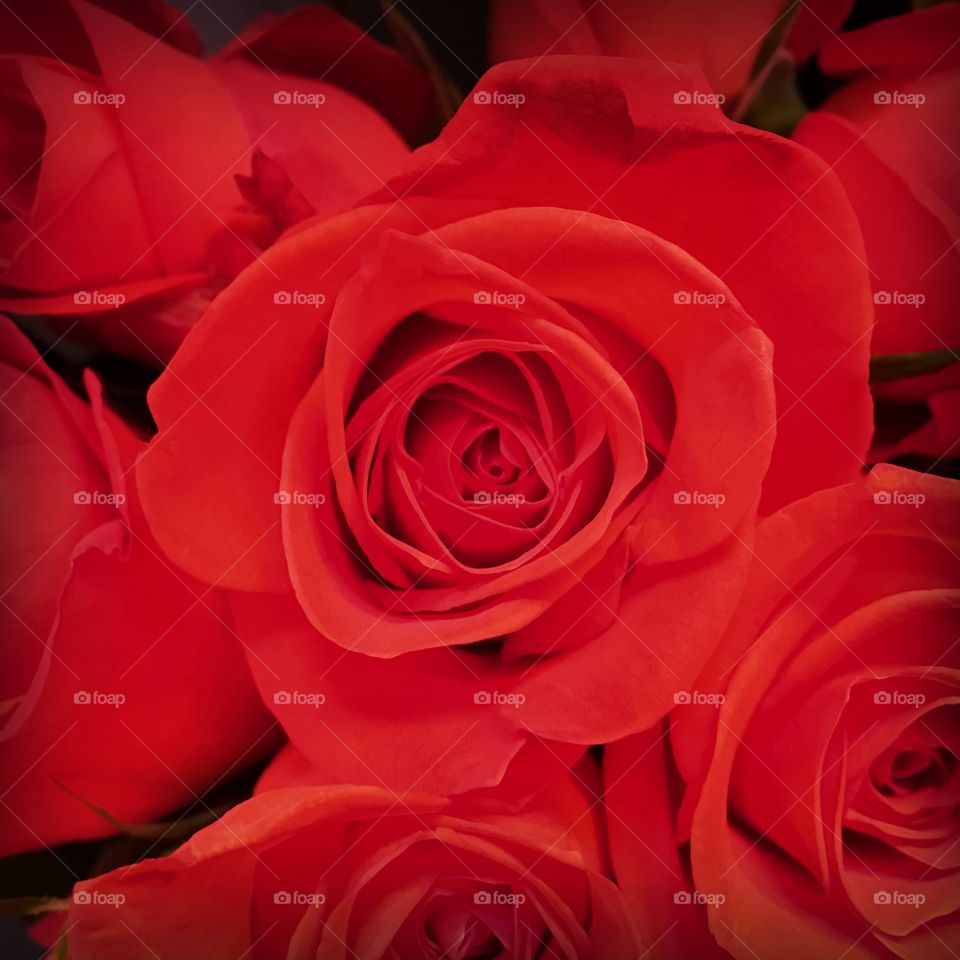 Red roses to show my love for you.