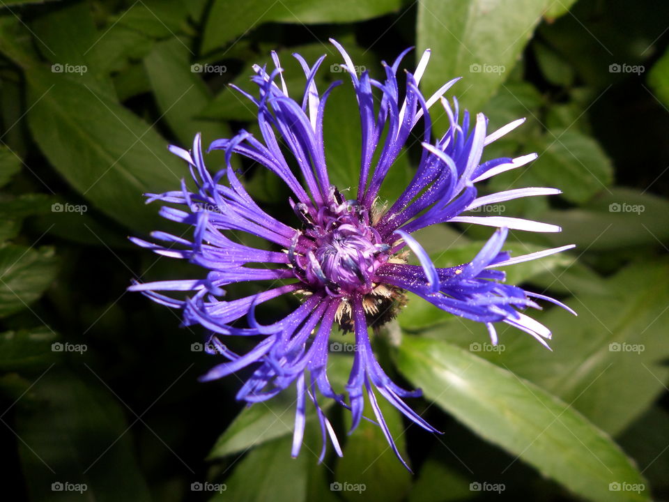 Centaurea montana . Purple summer flower