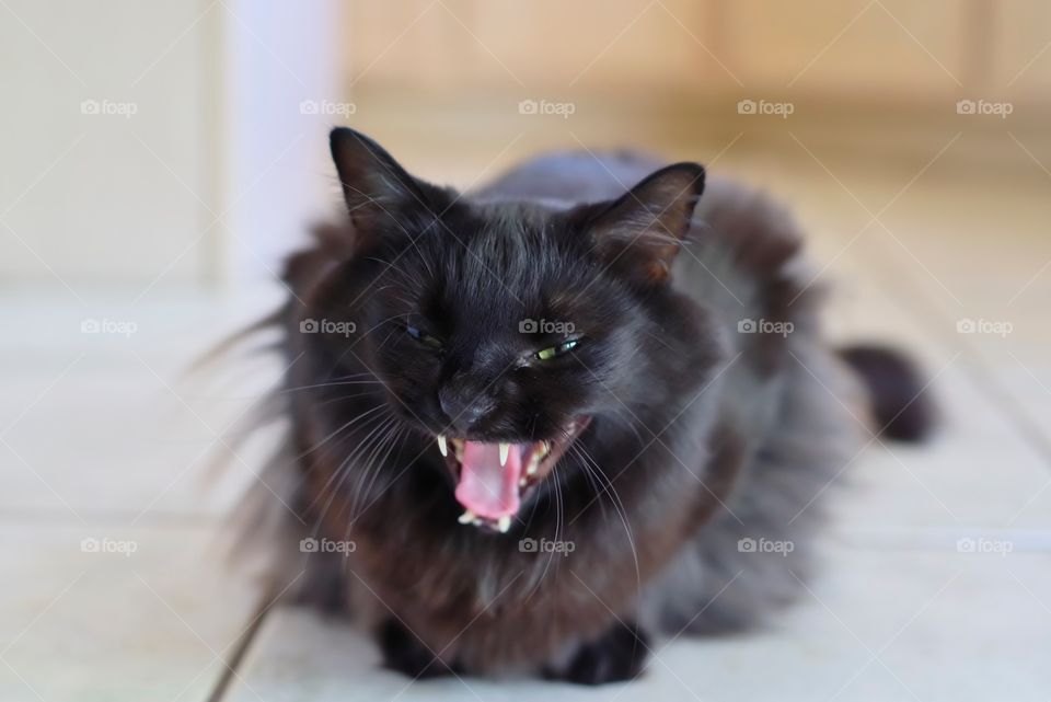 Laughing cat