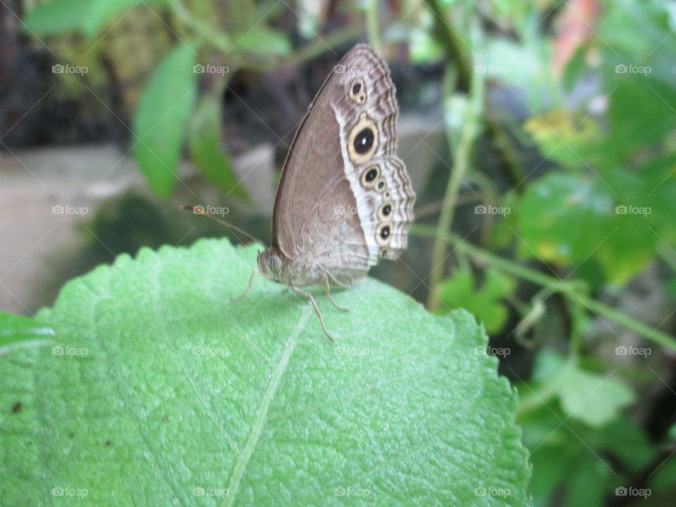 brown butterfly