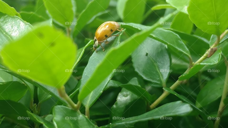 Leaf, Nature, No Person, Flora, Little