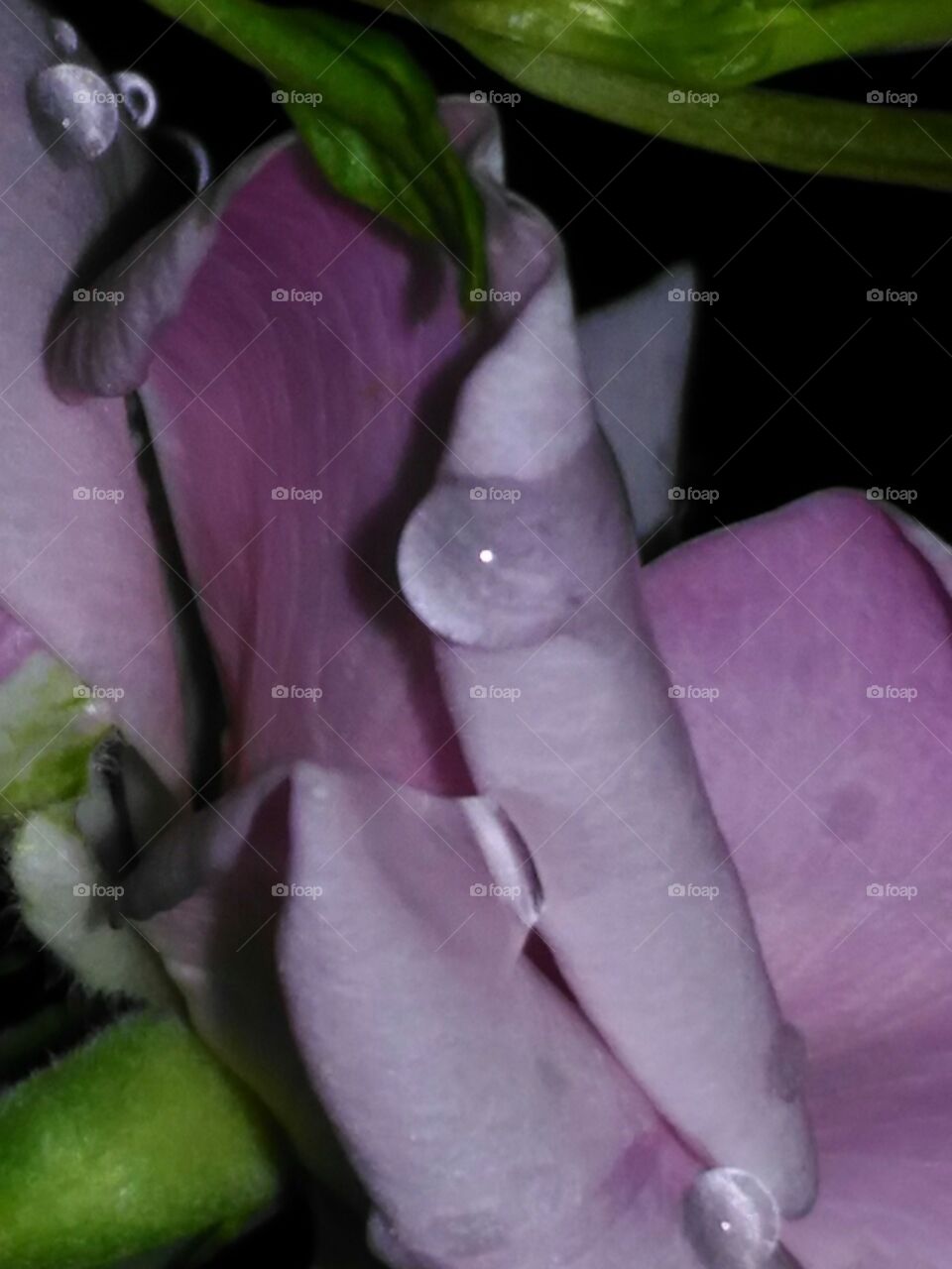 Beautiful, closeup  photo  of  Rose  flower  with  rain drops  on  it.