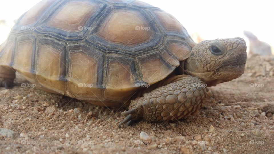 Ziggy the Desert Tortoise