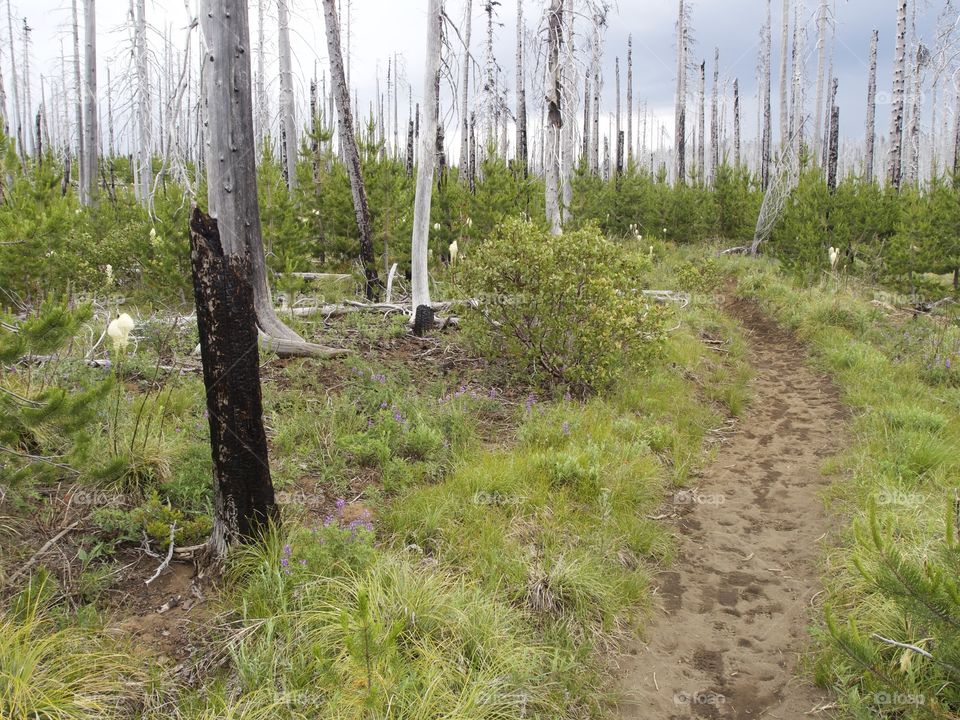 The Pacific Crest Trail near Oregon’s Santiam Pass winds through wild grasses and a forest of dead trees from a major forest fire on a stormy summer day.