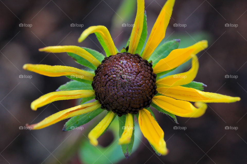 Macro of a Black-eyed Susan. The flower’s black eye,(actually dark brown), is surrounded by drying yellow petals & below green leaves are slightly blurred & the ground beneath is dark with decaying vegetation as it’s nearing the end of the season. 🍂