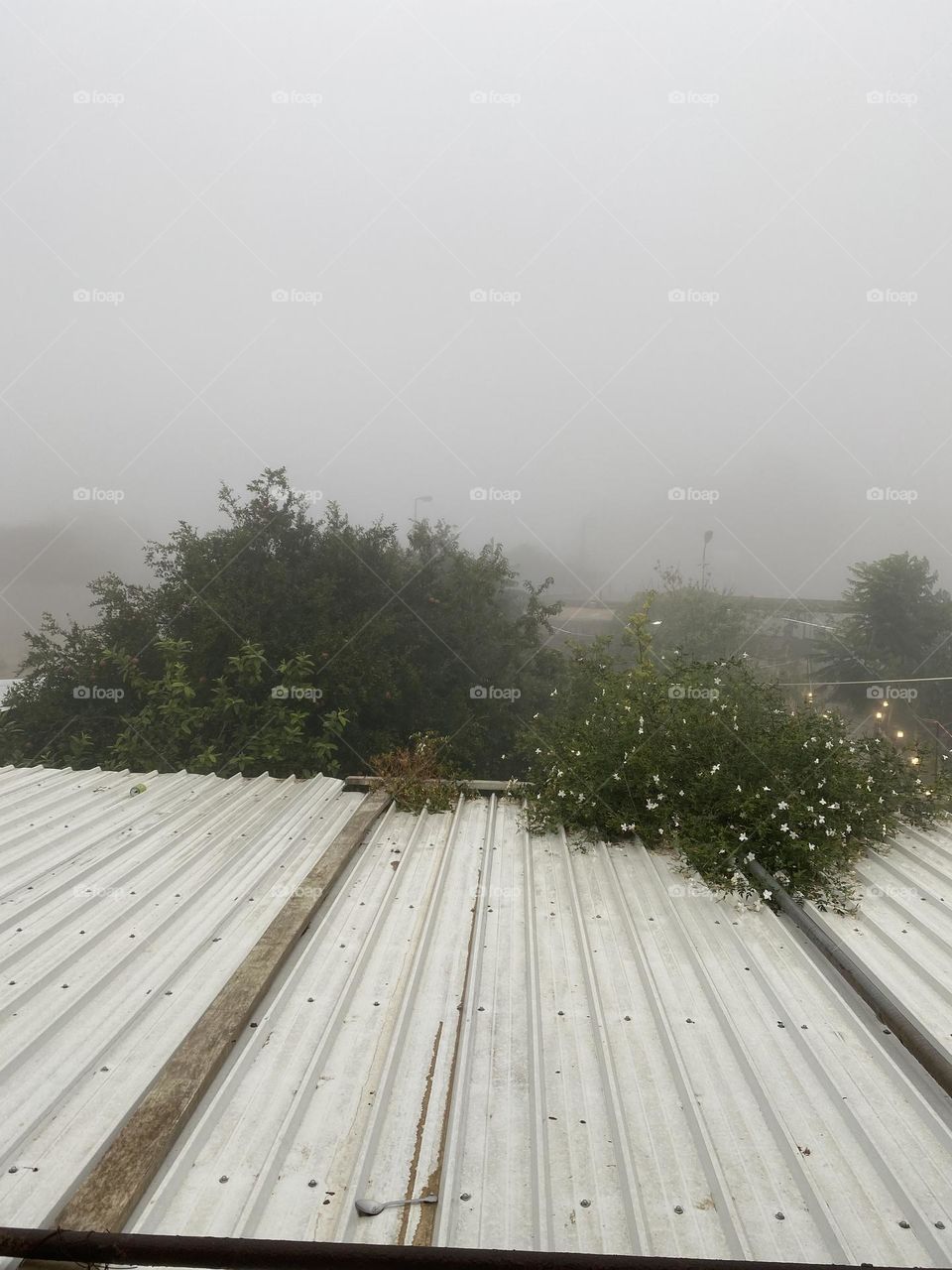Beautiful view tree with rain 🌧 🌲