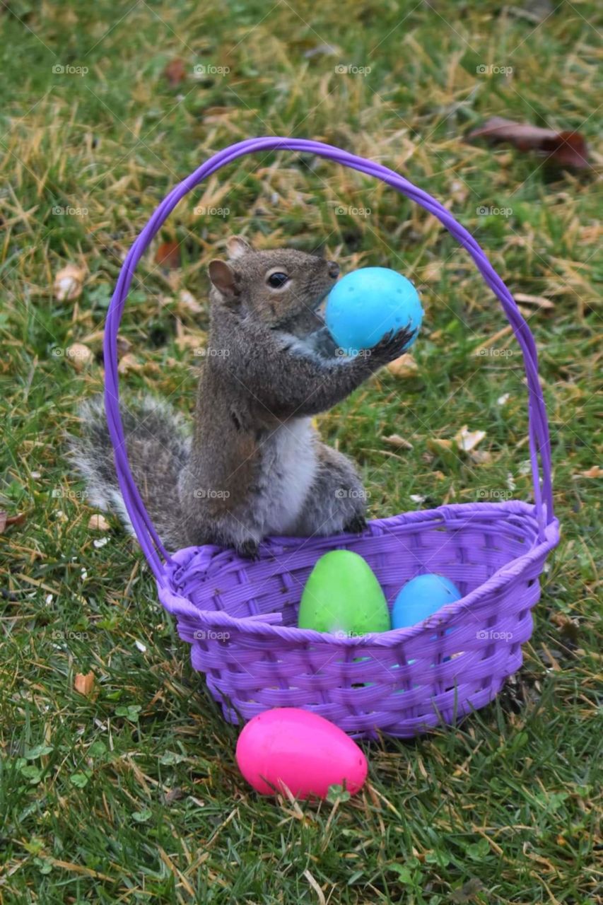 wild Squirrel picking through empty easter eggs