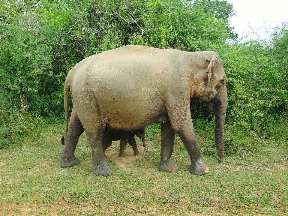 elephan