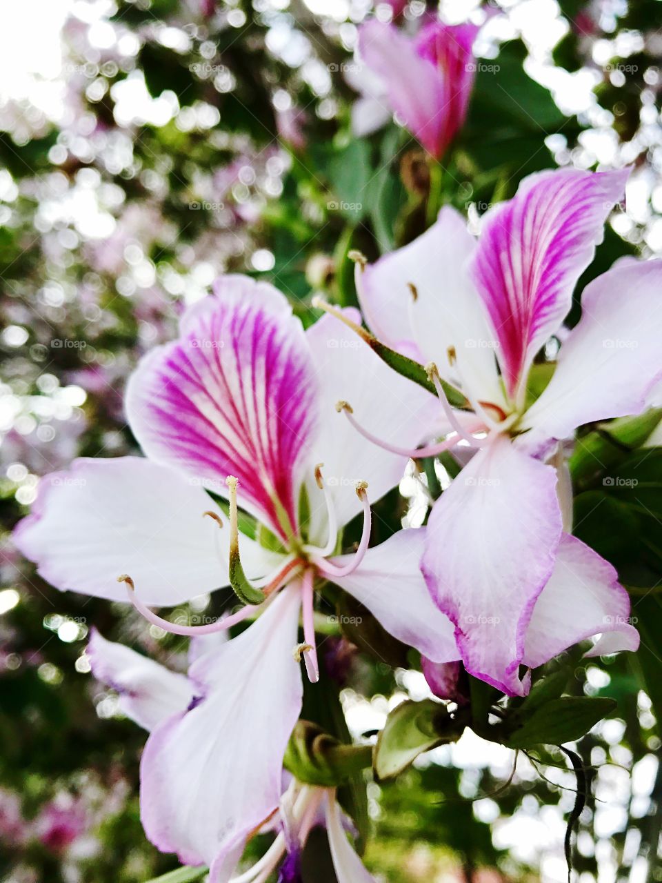 Pink and white flowers 