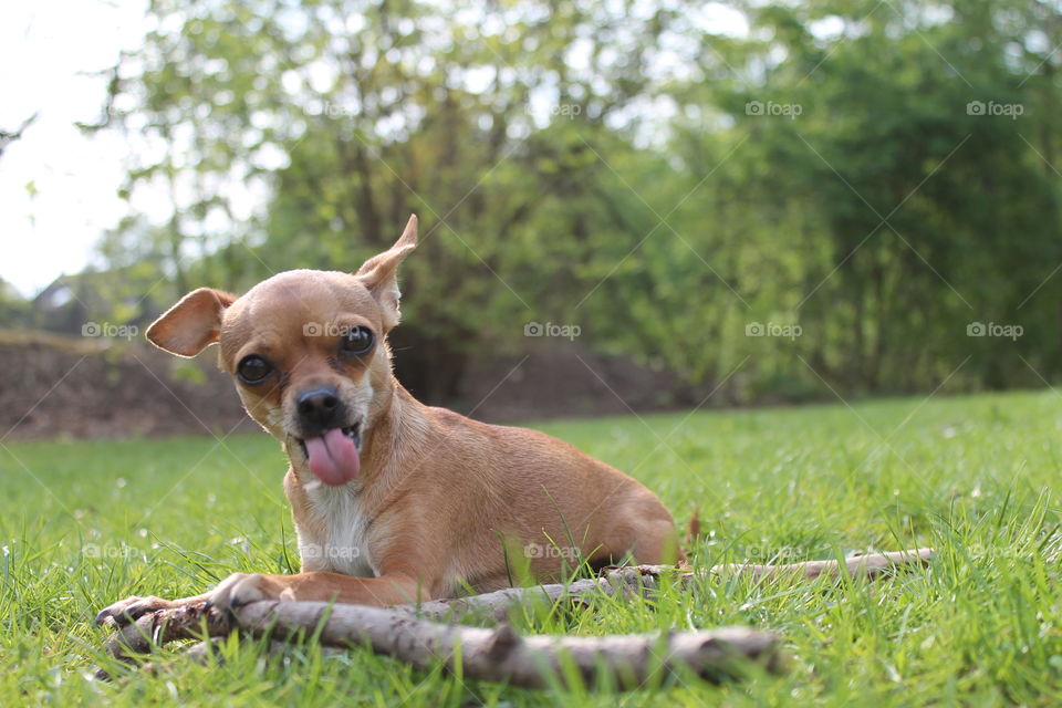 Chihuahua