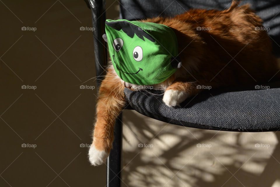 cat funny portrait in green hat