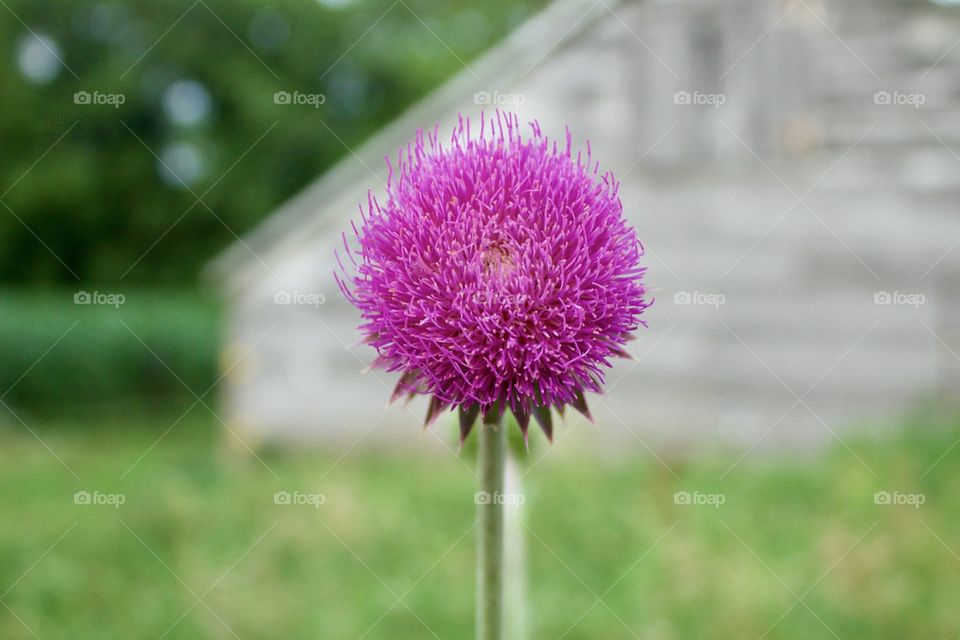 Isolated closeup of a Nodding Thistle or Milk Thistle flower head against a blurred rural background 