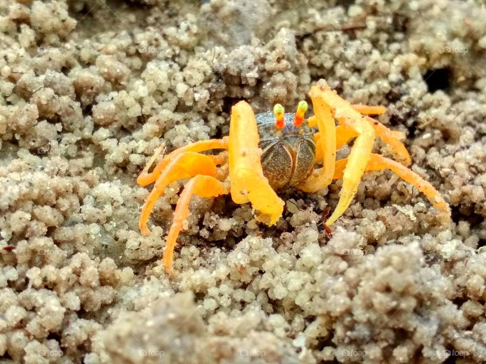 A little crab