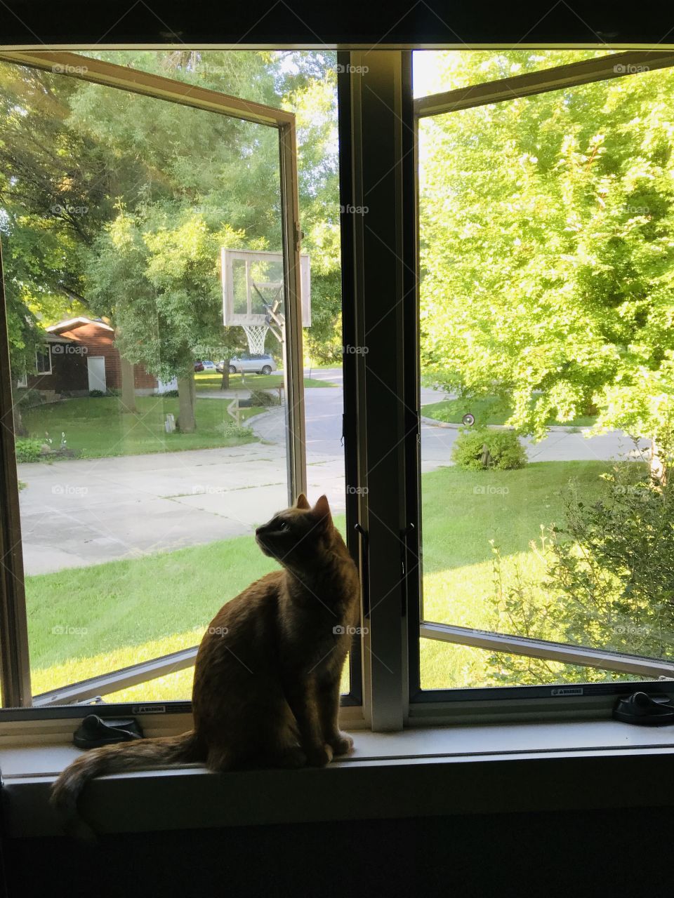 Darling orange tabby kitty cat sitting in rectangular shaped windows looking outside! 