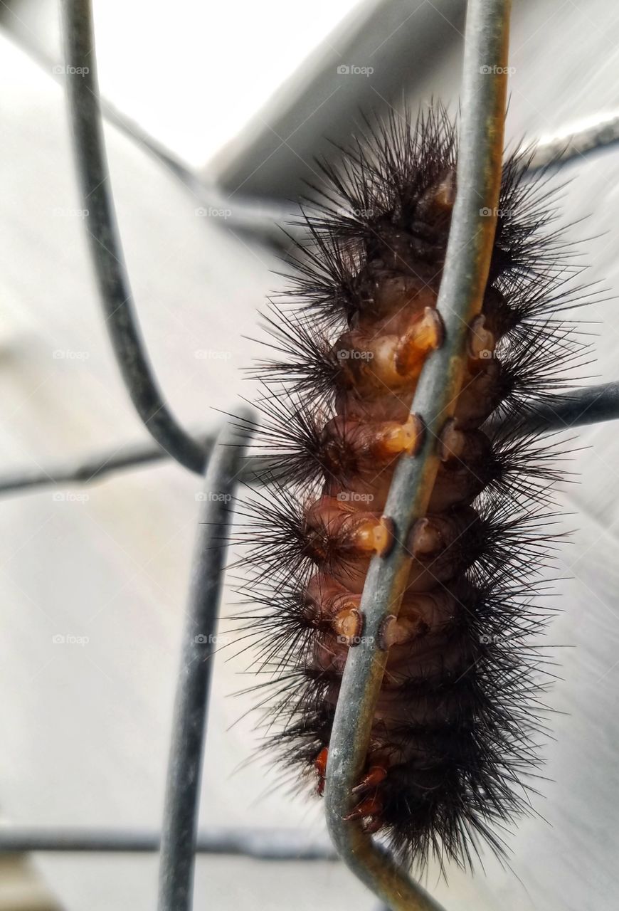 super close up-wooly worm style!