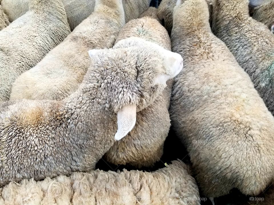 crowded sheep