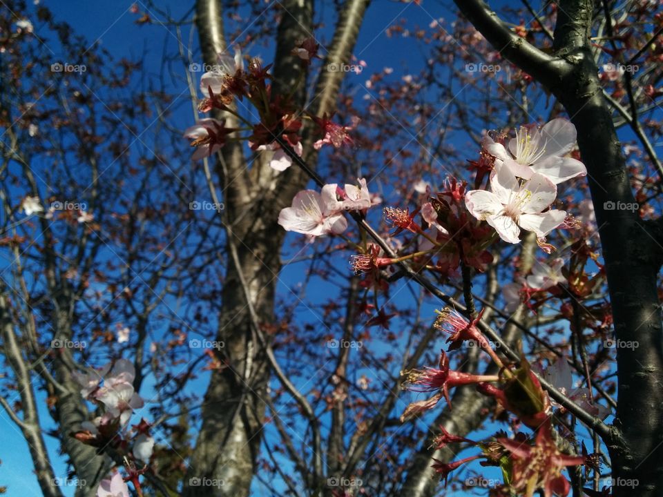 Cherry Blossoms and a blue sky