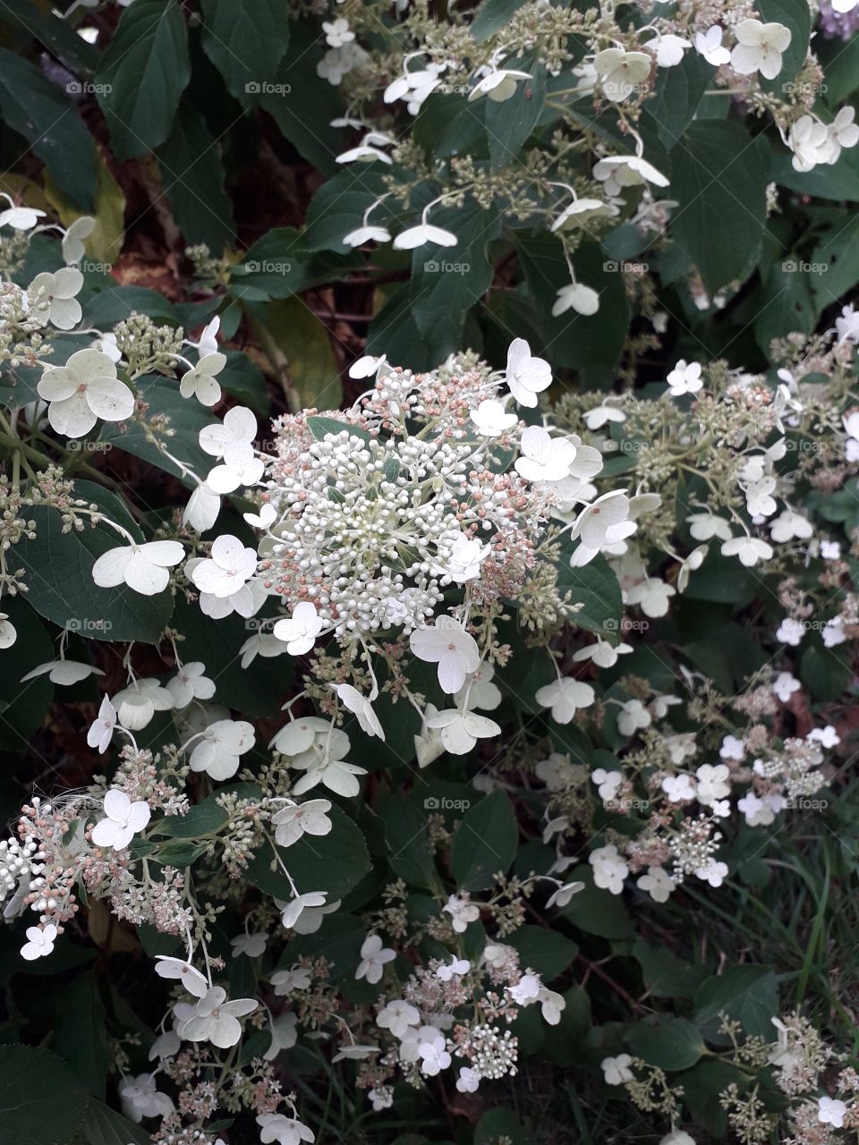 white  bouquet hydrangea

￼


magnicifient white bouquet hydrangea

￼

superb white bouquet hydrangea