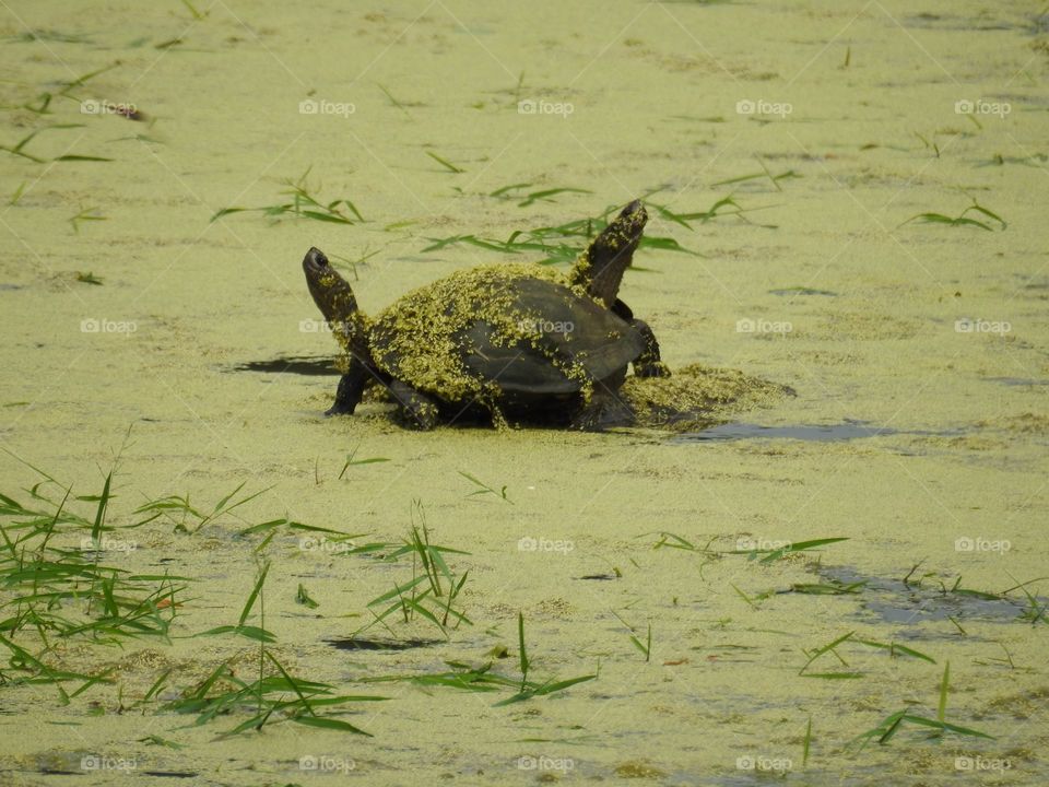 Lovers in the waters.. I'm not sure what are they talking about  but it looks like a disagreement, coz  they looks at the opposite direction