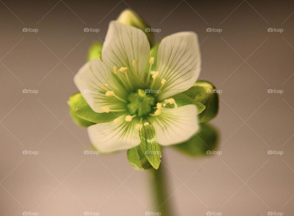 Venus flytrap flower