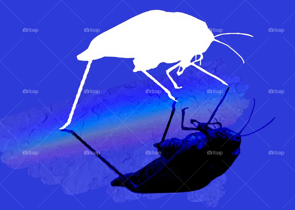 Accidental But Beautiful Edit Of Rare Leaf Grasshopper Facing Its Shadow With Blue Background