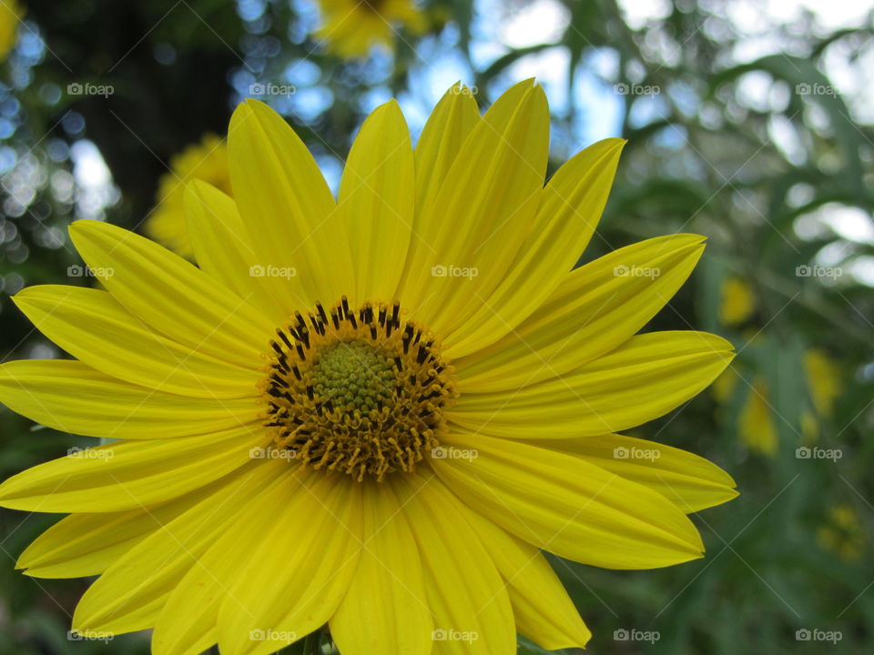 Perfect yellow flower 