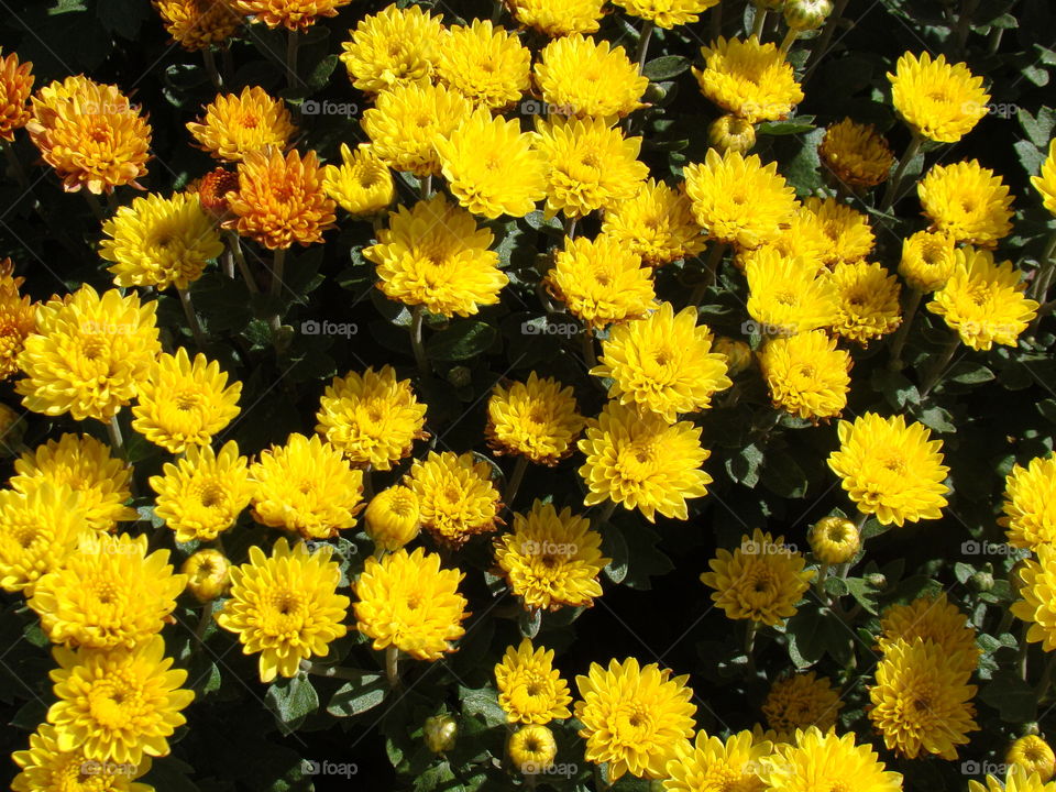 Yellow flowers