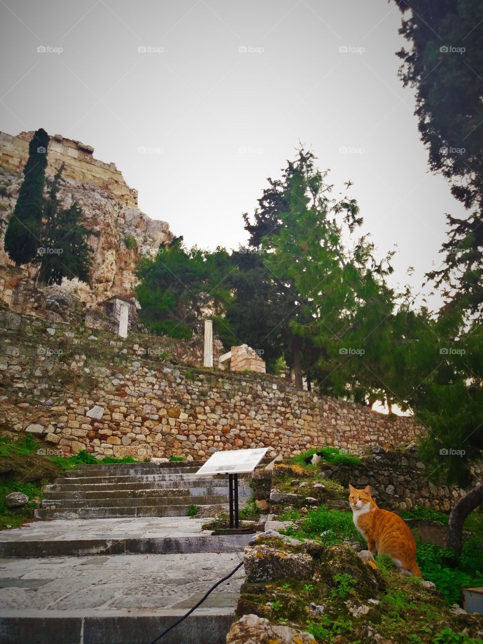 cat on a hill, Athens, Greece