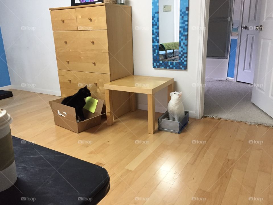 Cat Traps Are Working 