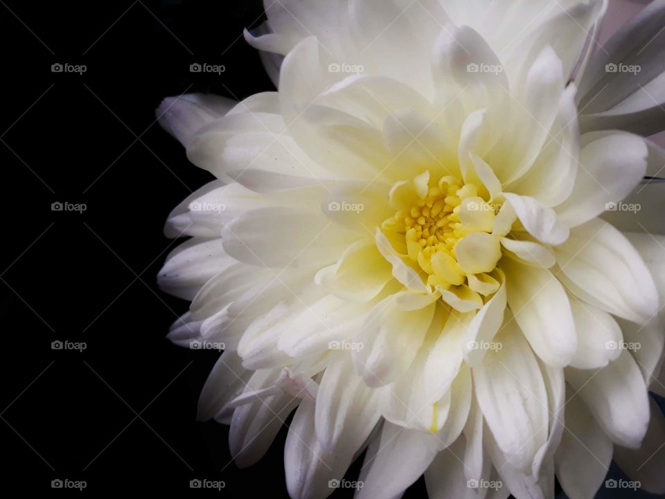 Closeup shot of chrysanthemum