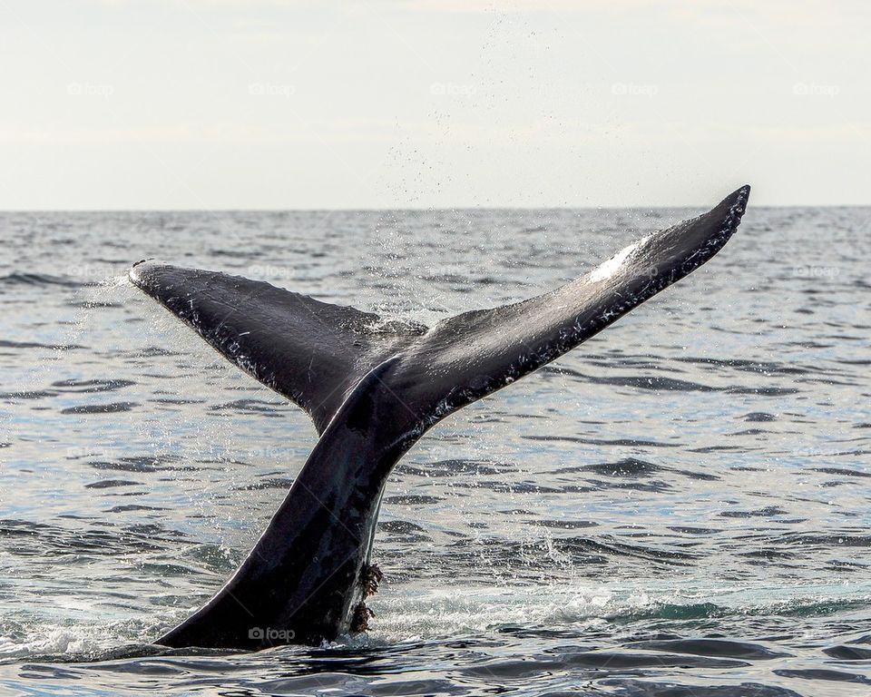 Humpback Whale Tail