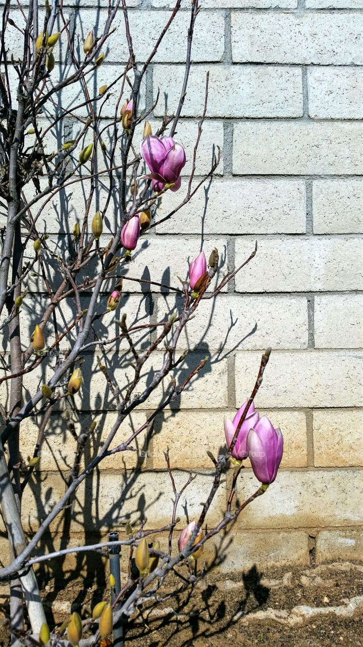 Purple Magnolias coming to bloom!