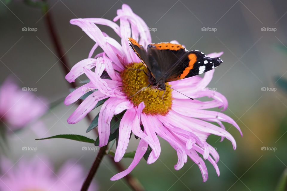 Butterfly collecting nectar from pink autumn flower - fjäril på rosa blomma 