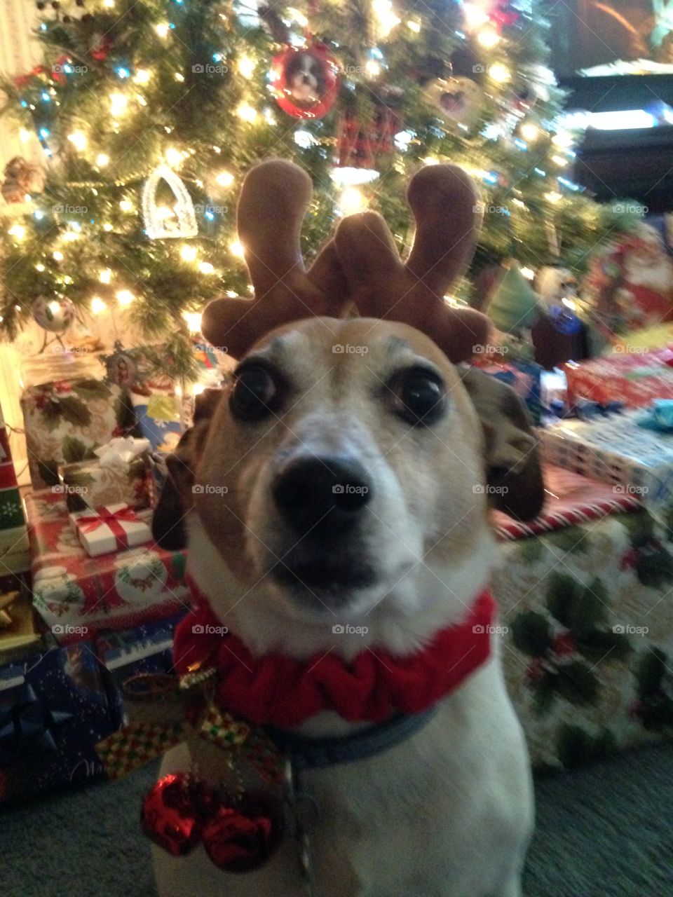 Like a deer in headlights 