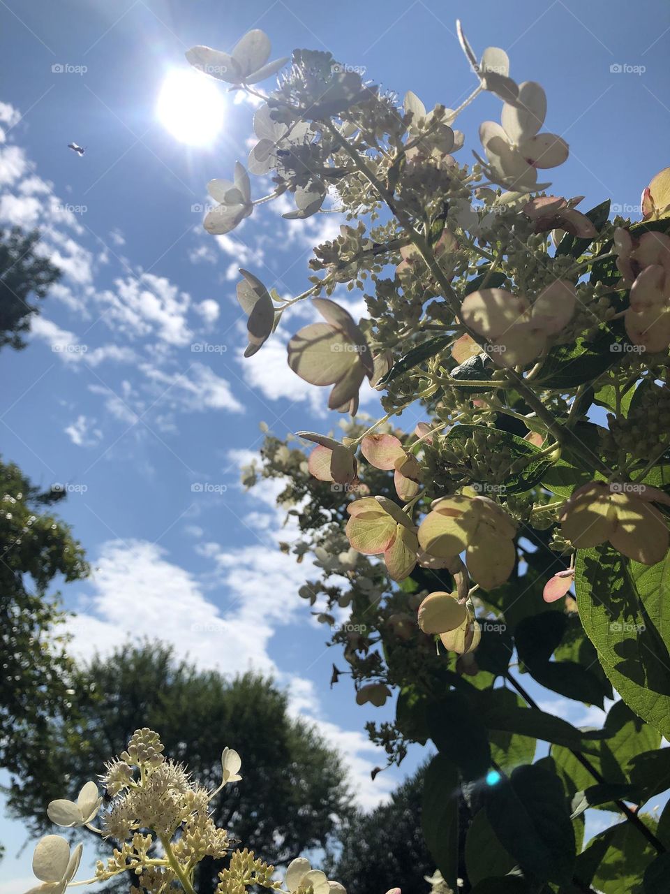 Blue sky with green bush 
