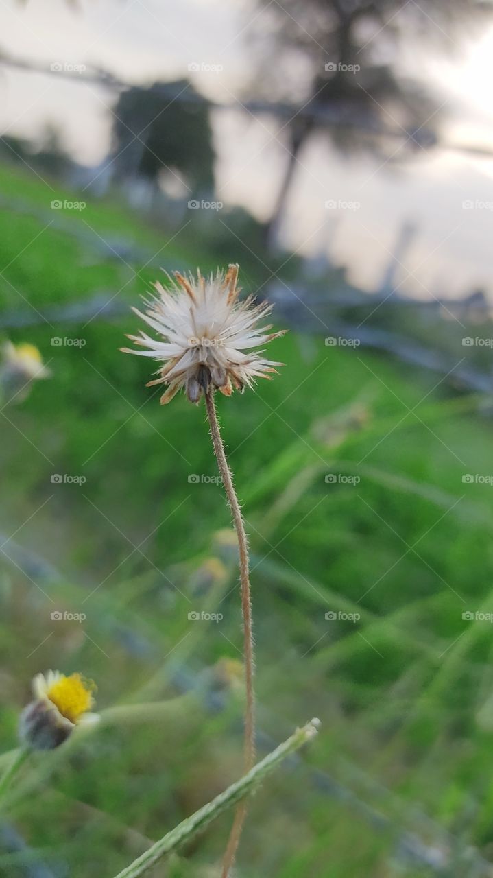 natural vibes in farm