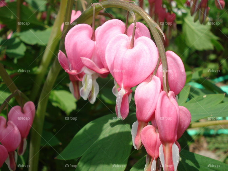 bleeding heart