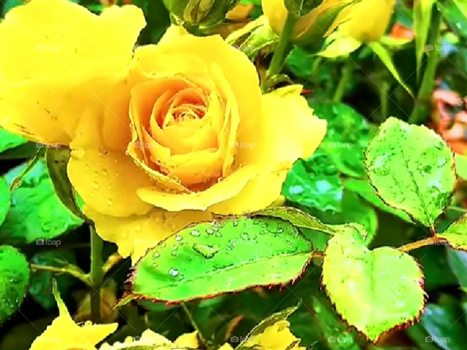 This yellow rose is a very beautiful flower, the color is so bright that it refreshes the eye