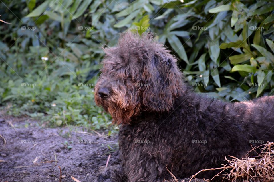 Shepadoodle, hybrid german