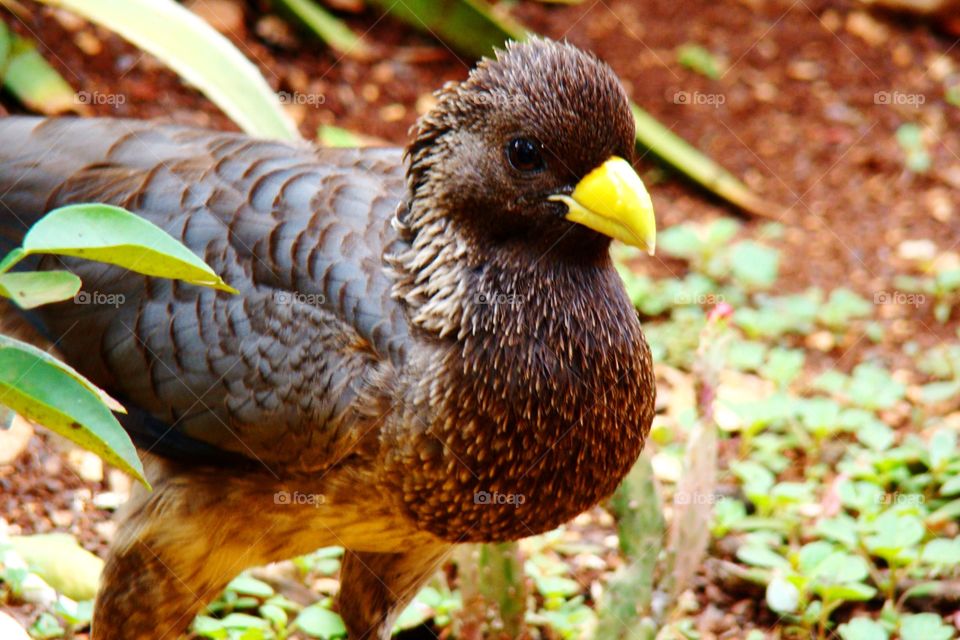 Eastern grey plantain eater