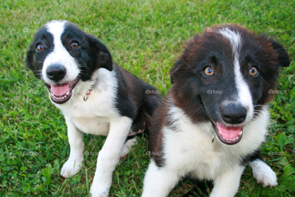 Dogs on grassy field