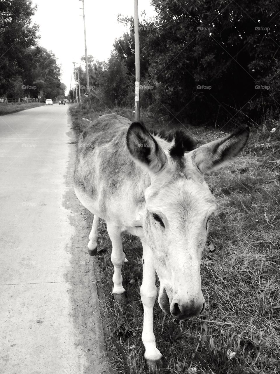 Imagen de un viejo burro caminando tranquilo a la vera de una calle rural, mientras pasta en el camino a casa.