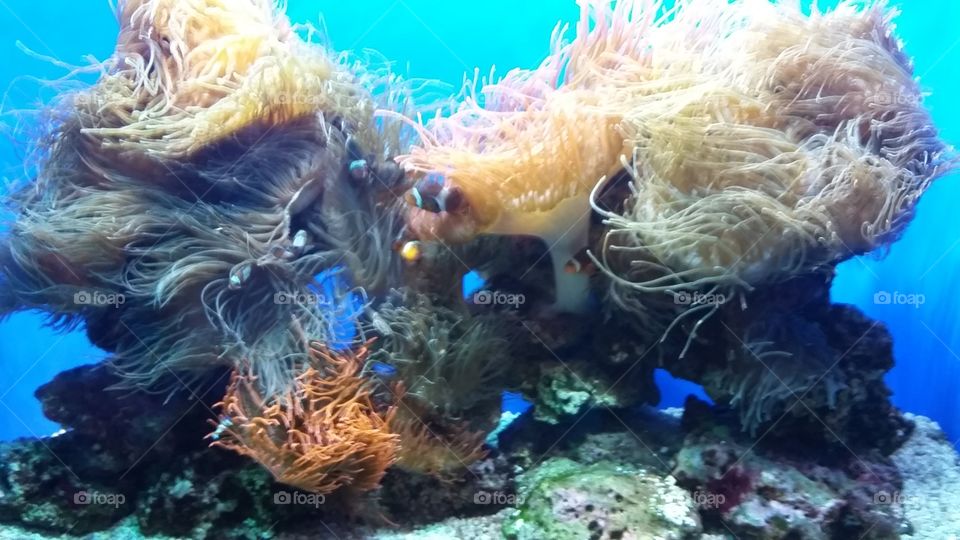 anemones (Marlon and Nemos)