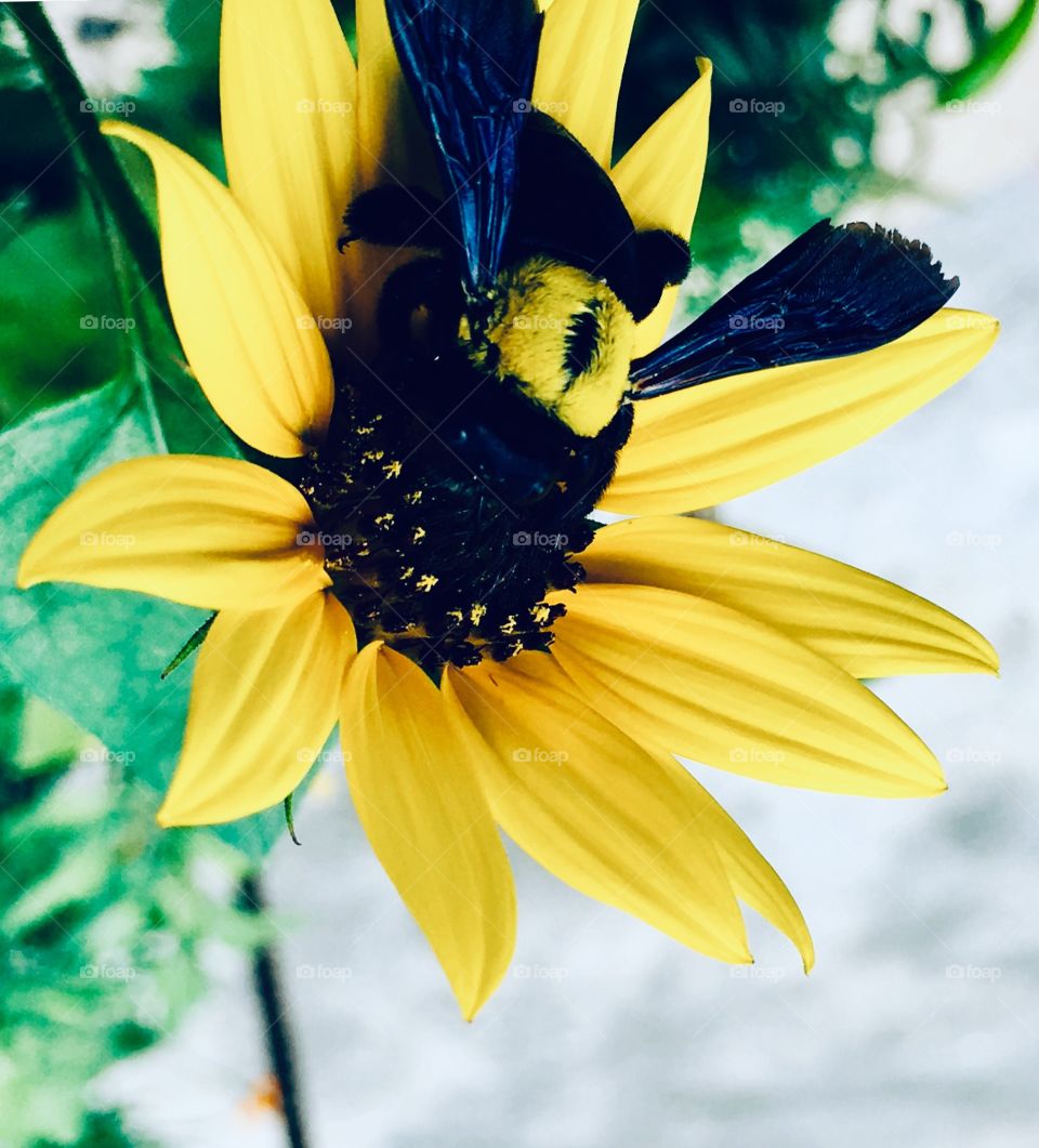 Flowers and bee have a beautiful relationship.Flowers provide bee with nectar and pollen.Bees provide flowers with the means to reproduce by spreading pollen from flower to flower 