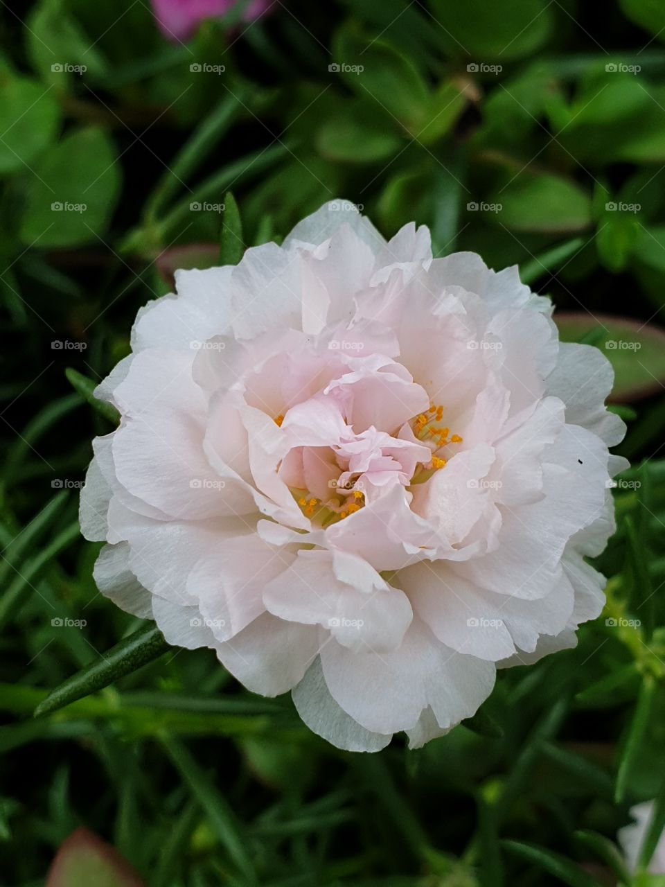 the portulaca grandiflora