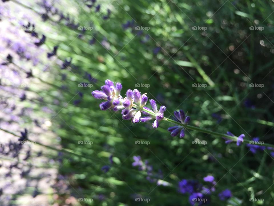 Lavender in the sun