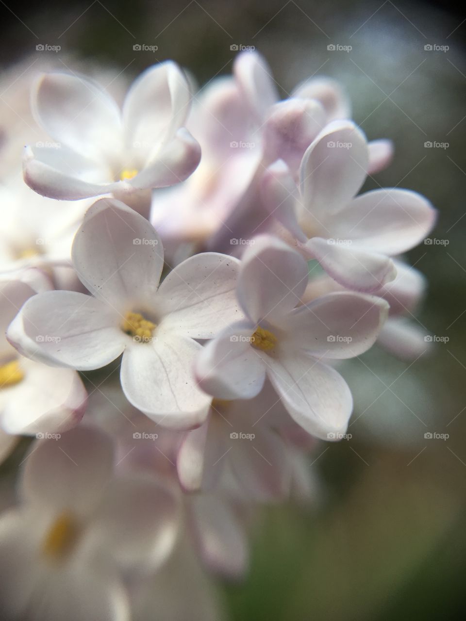 Lilac blossoms